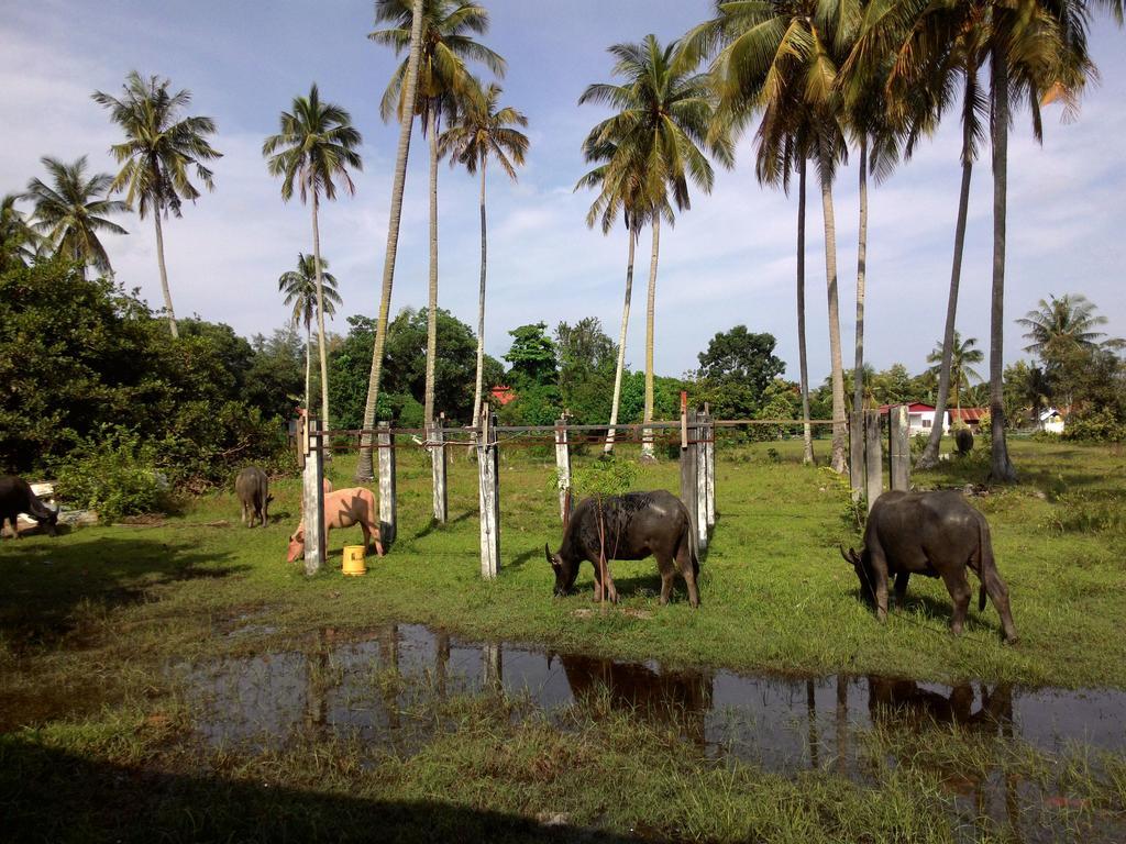 The Village Langkawi Pantai Cenang  Buitenkant foto